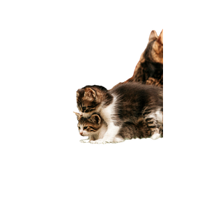 Two Cute Kittens Playing On Grass Outdoors, Captured In A Charming Moment With A Soft Focus Background. 16520 - Cat PNG image with transparent background